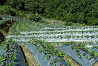 Lahan agroforestri organik dengan perpaduan tanaman pangan dan pepohonan hijau