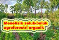 agroforestri organik