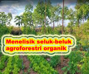 agroforestri organik