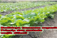 budidaya tanaman organik, prinsip dan metode eajib diikuti