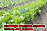 budidaya tanaman organik