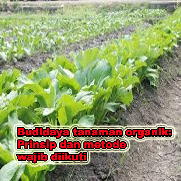 budidaya tanaman organik