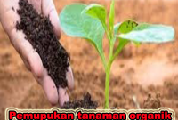 pemupukan tanaman organik
