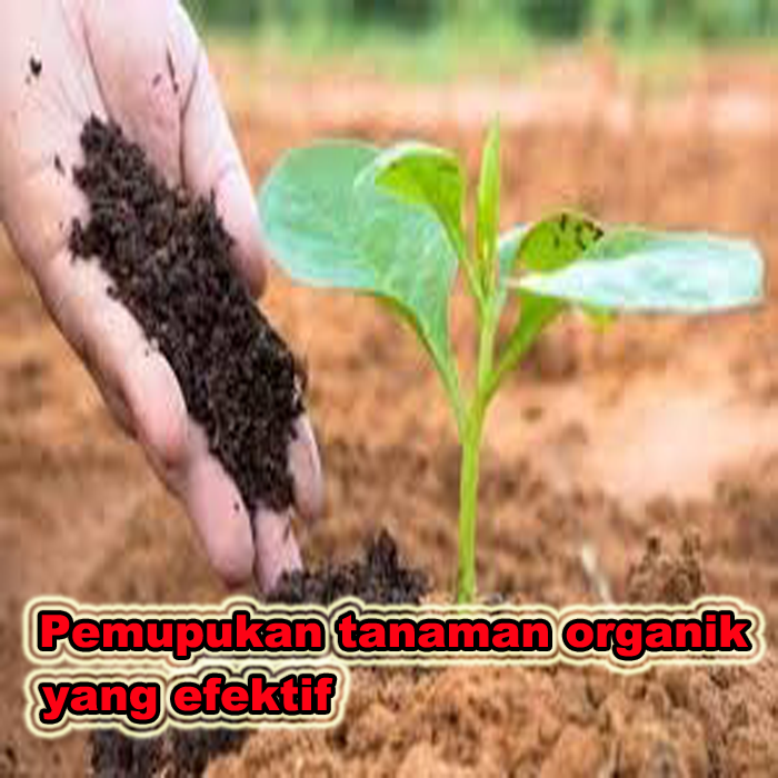 pemupukan tanaman organik