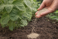 Pemupukan Tanaman Organik yang Efektif