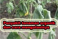 penyakit tanaman organik