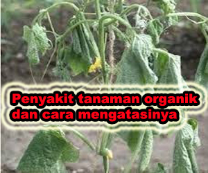 penyakit tanaman organik