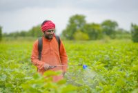 Petani menyemprot tanaman dengan pestisida organik dari bahan alami di kebun hijau