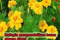 refugia
