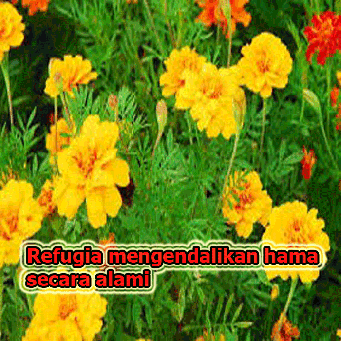 refugia
