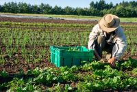 Lahan pertanian organik hijau dengan tanaman sehat sebagai solusi pertanian ramah lingkungan